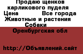 Продаю щенков карликового пуделя › Цена ­ 2 000 - Все города Животные и растения » Собаки   . Оренбургская обл.